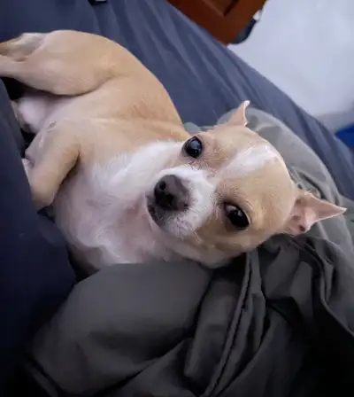 Looking to rehome my Chihuahua. His name is Zeus, he’s 6 years old and weighs about 5.5LBS. He’s fri...