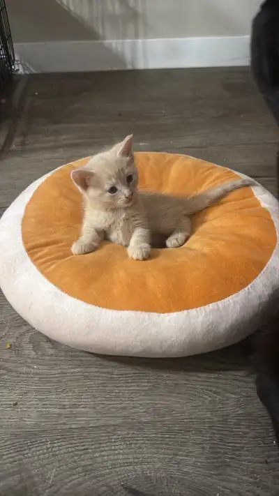 kittens for sale with blue eyes, View more