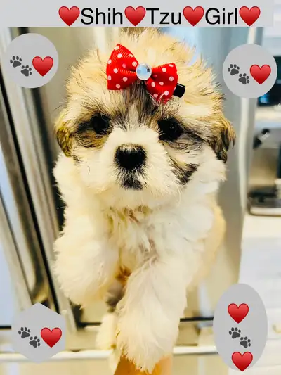 ♥️BEAUTIFUL SHIH TZU 1 GIRL LEFT EXP BREEDER 30+YRS♥️, View more