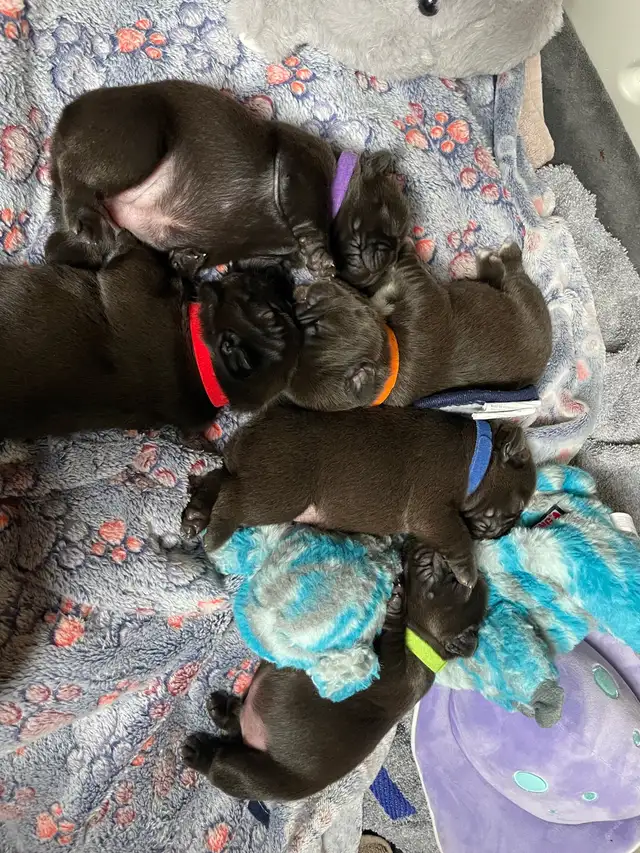 Pawdorabulls French Bulldogs - some fluffies!!! in Dogs & Puppies for Rehoming in Ottawa - Image 2
