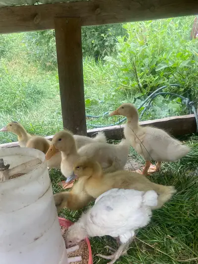 6 Pekin ducks , View more