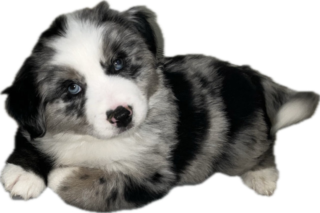 Amazing Mini Aussies in Dogs & Puppies for Rehoming in Mission