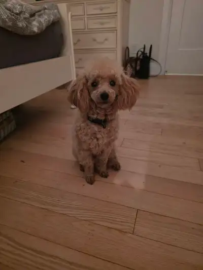 toy poodle for sale!, View more