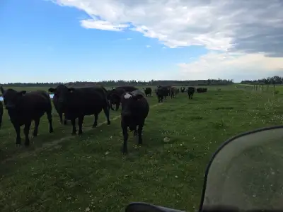 16 black cow calf pairs running with black bull.. $6,800 each when taking lot. 7 bred black hfrs con...