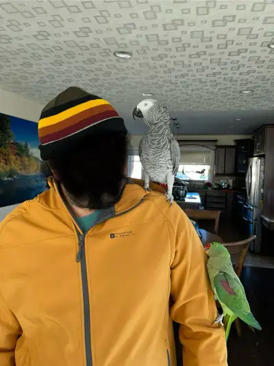 Young African Grey Male Parrot for Rehoming, View more