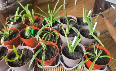 HOUSE PLANTS PRICE FIRM CASH ONLY, View more