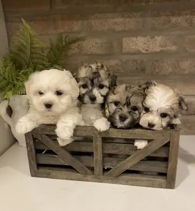 Adorable Havachon Puppies- 2 Females left!, View more