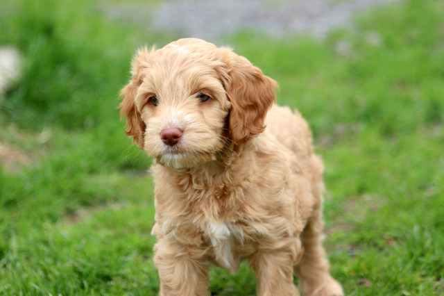 5/12 Left +++ Mini/Medium Australian Labradoodle/Double doodles in Dogs & Puppies for Rehoming in Ottawa