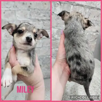 *ENGLISH FOLLOW * Petit élevage familial. Bébé de Bella et Tyler ( tête de chevreuil) Née le 27 janv...