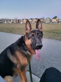 Purebred German Sheppard Male --- 9 months old