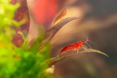 Red Cherry Shrimp - Algae Eating Shrimp, View more