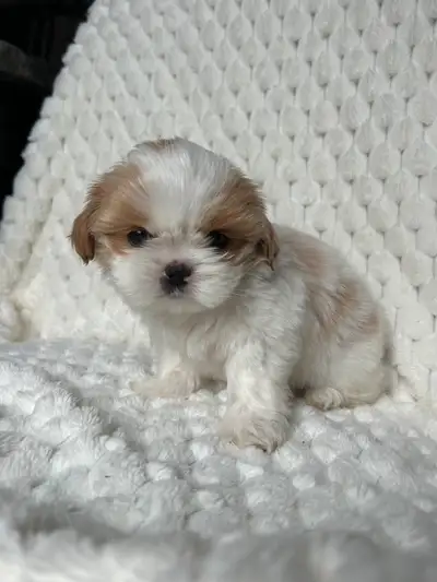 8 healthy purebred Shih Tzu puppies GIRL 1- 1 blue eye/docked tail- Available GIRL 2 -Available GIRL...