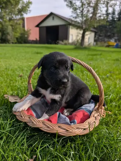 Golden Labrador - Bordercollie mix puppies, View more