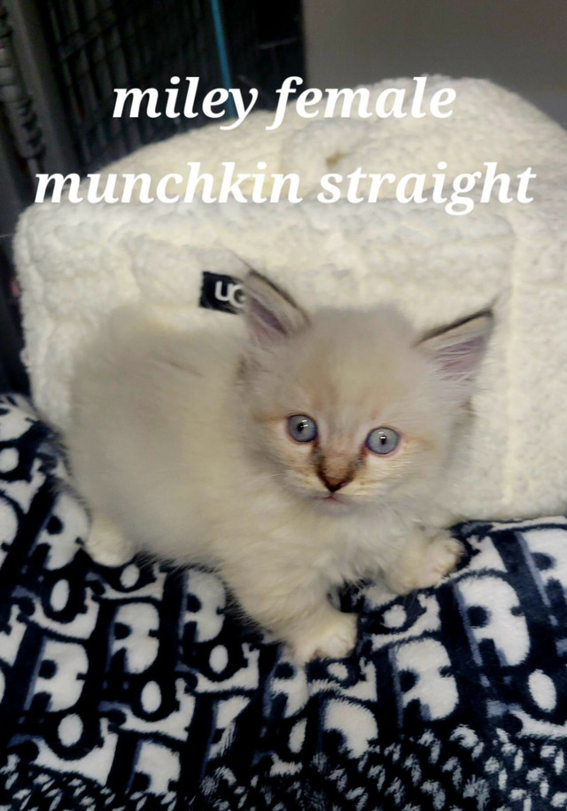 Munchkins  in Cats & Kittens for Rehoming in Chilliwack - Image 2