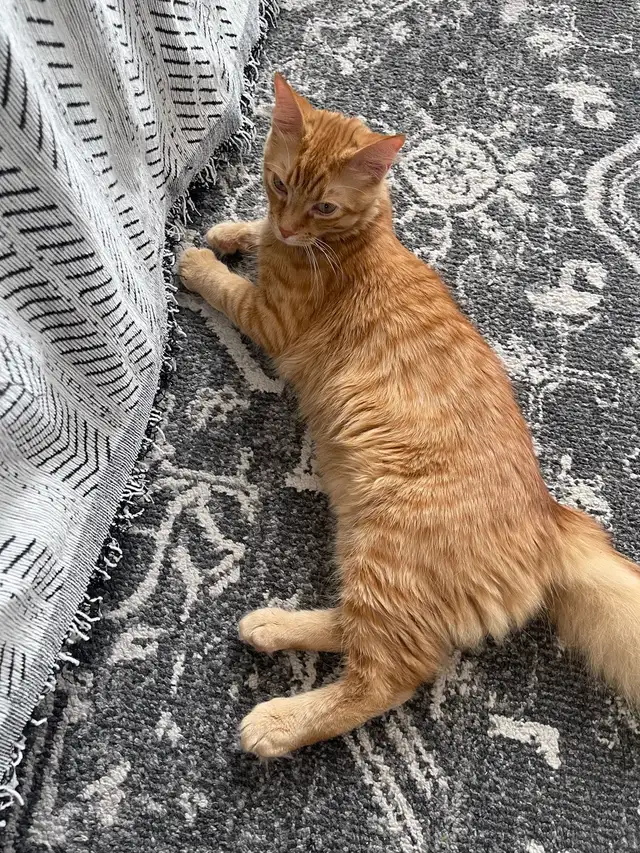 Looking for a new home for our cat, Simba!  in Cats & Kittens for Rehoming in Oakville / Halton Region - Image 3