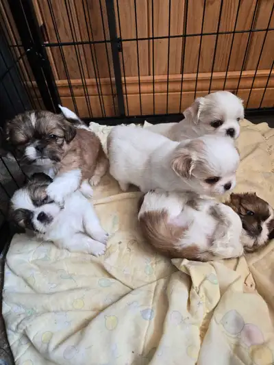 Bien lire au complet merci J'élève des shih tzu pures et des shih tzu croisés comme des shih poo (sh...