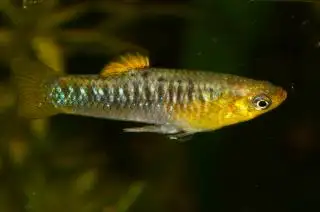 RARE WILDTYPE NANO fish: Limia tridens $25 pair (M/F), View more