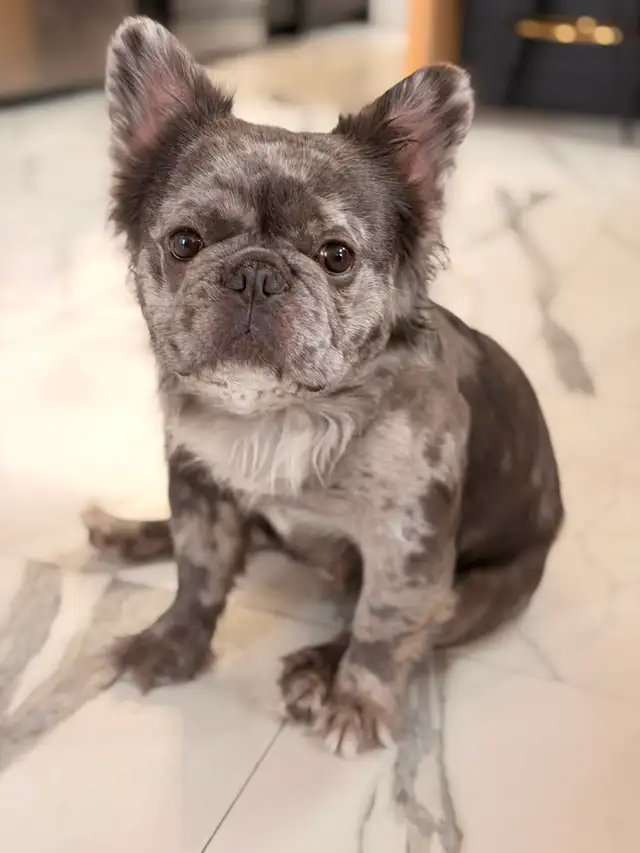 Bouledogue français full Fluffy  male merle in Dogs & Puppies for Rehoming in St-Georges-de-Beauce - Image 2