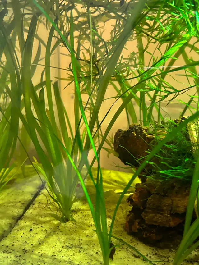 aquarium plant: jungle Val; Val vallisneria SALE in Fish for Rehoming in City of Toronto - Image 4