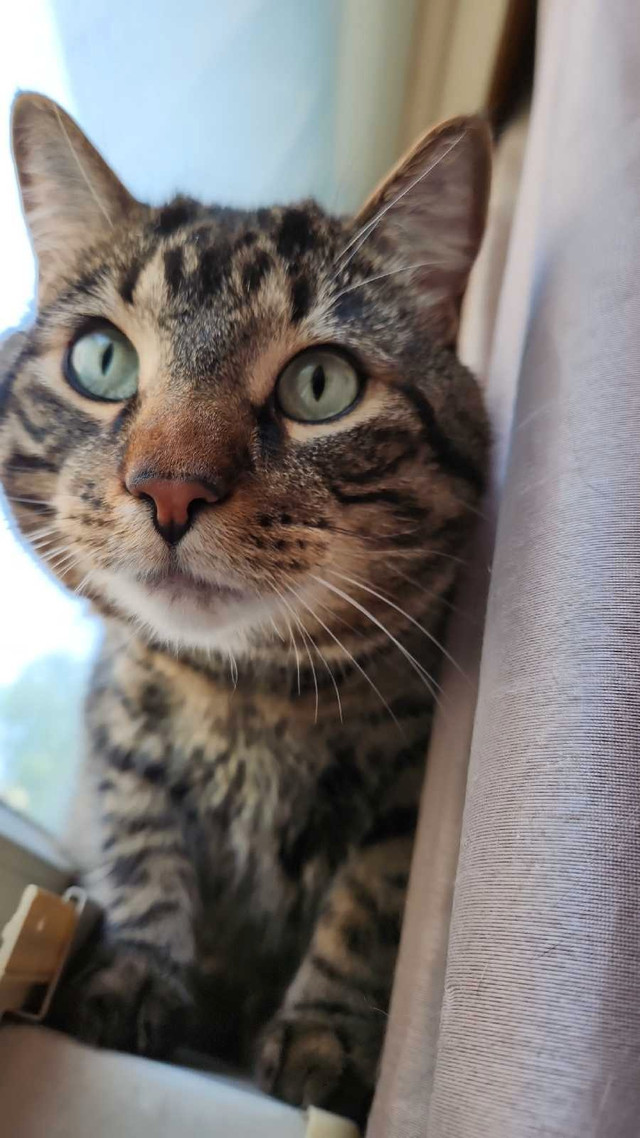 Beautiful, sweet kitty in Cats & Kittens for Rehoming in Winnipeg