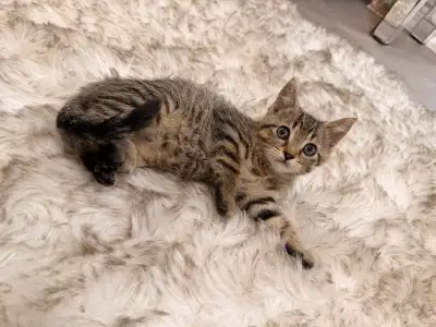 ❤️Bengal mix kittens -647-317-3197, View more