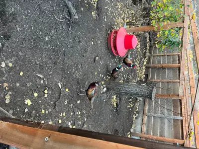 Ringneck Pheasants, View more