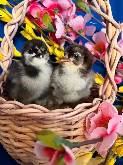 I raise heritage breeds of chickens and currently have some chicks available 1 Olive eggers 10.00 ea...