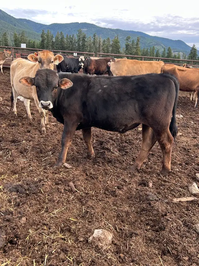 Braunvieh Jersey Bull  in Livestock in Vernon - Image 3