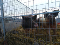 Large Hereford Feeder Pigs