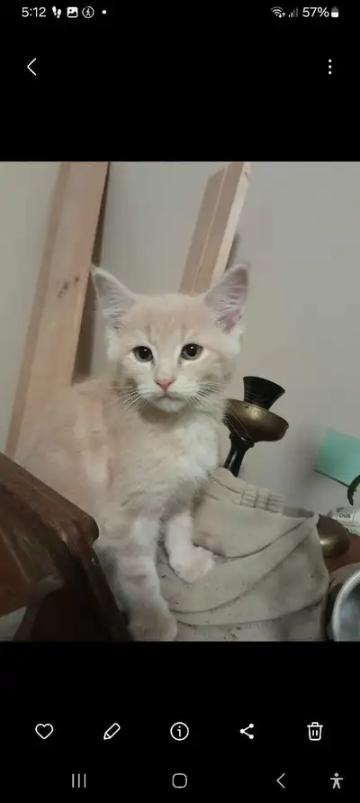 Maine coon mixed kittens, View more