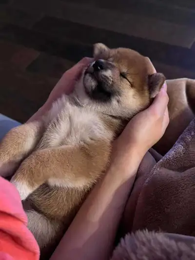 Shiba inu puppy for sale, View more