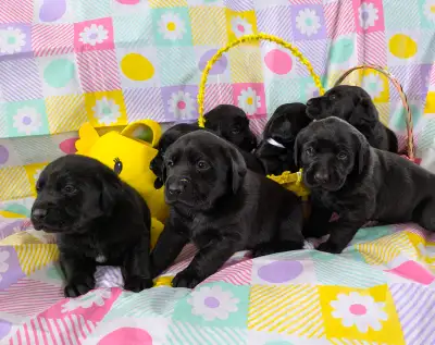 Who Wants One of These in Their Easter Basket?, View more