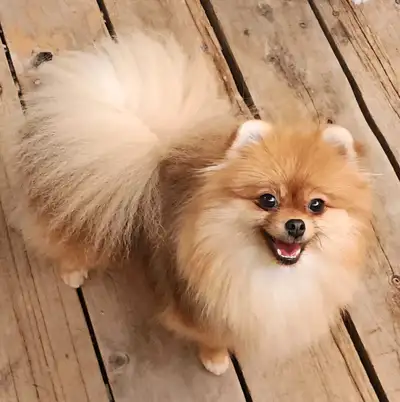 Looking for a loving forever home for my sweet 15-month-old female Pomeranian. She’s full of persona...