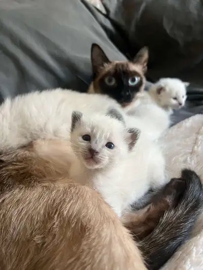 Nos adorables chatons siamois sont prêts à rejoindre leur nouvelle famille ! Il y a 2 mâles et 2 fem...
