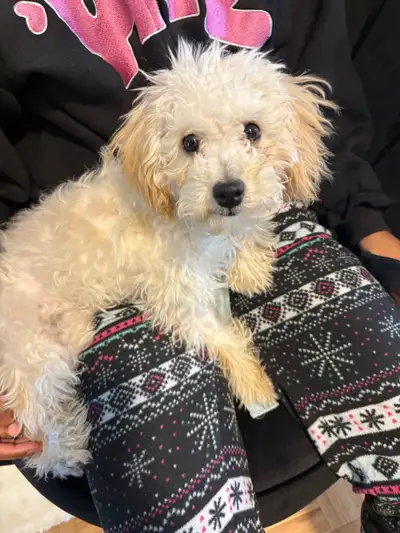 maltipoo puppy girl, View more