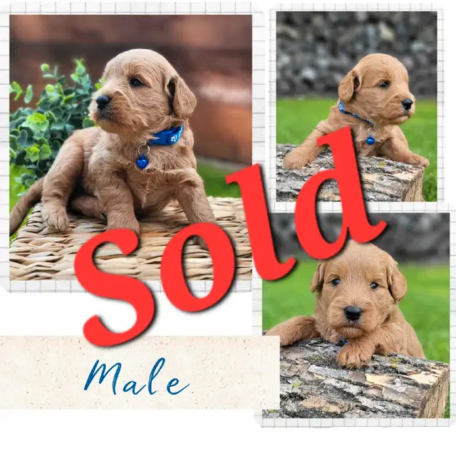 F1b Mini-GoldenDoodle Puppies in Dogs & Puppies for Rehoming in Winnipeg - Image 5
