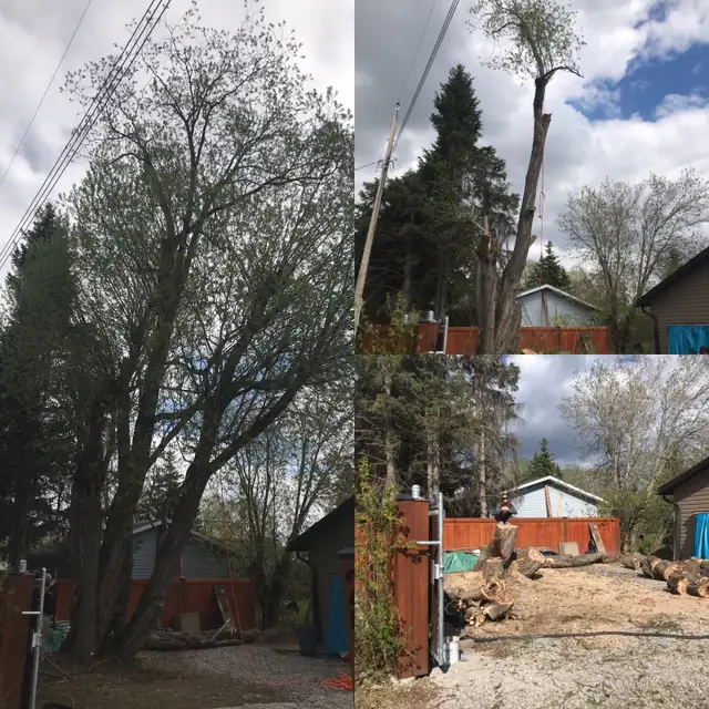 Black Out Tree Removal62866659819393124