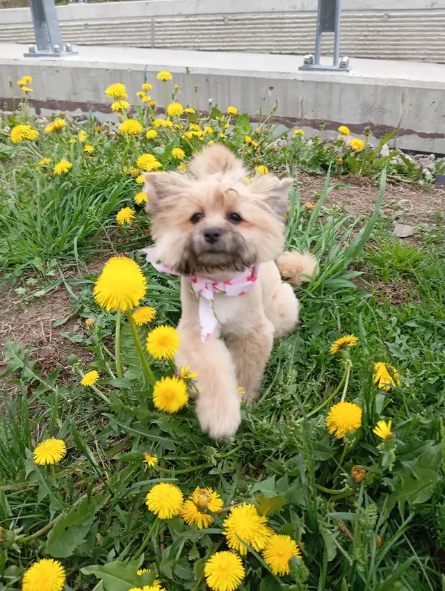 GOLDEN Yorkshire terrier 4 month girl BONNIE! in Dogs & Puppies for Rehoming in City of Toronto - Image 3