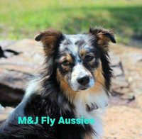 Mini Australin Shepherd Puppies