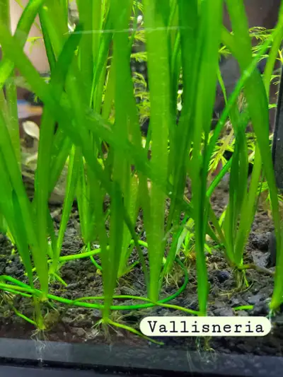 Vallisneria, View more