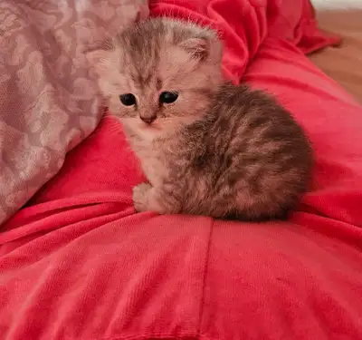Scottish and British Shorthair Kittens, View more