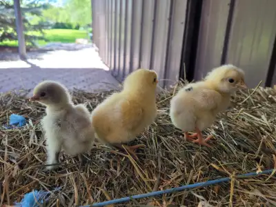 Day old chicks for sale, View more