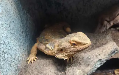 Bearded Dragon, View more