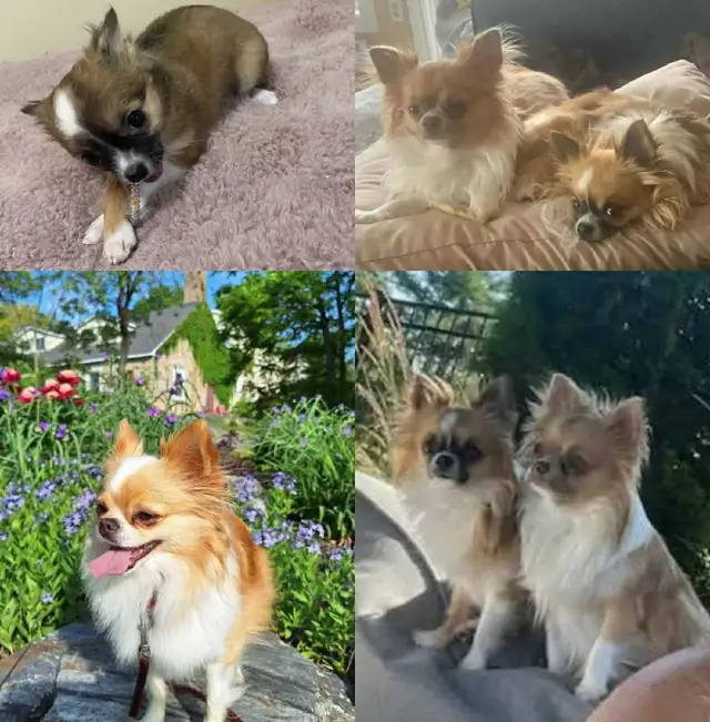 LongCoat Tiny Chihuahua puppies in Dogs & Puppies for Rehoming in Ottawa - Image 5