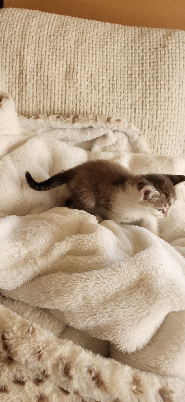 Unique Brown & White female! Cats & Kittens for Rehoming Kamloops