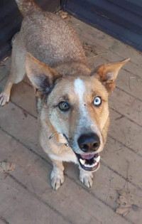 Bart-6yr male border collie/heeler mix