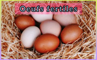 Oeufs fertiles Orpington Fertilized eggs 