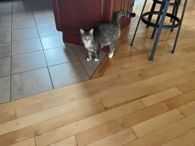 Chatte de 3 ans, non opérée et non dégriffée je dois malheureusement m’en départir à contre coeur po...