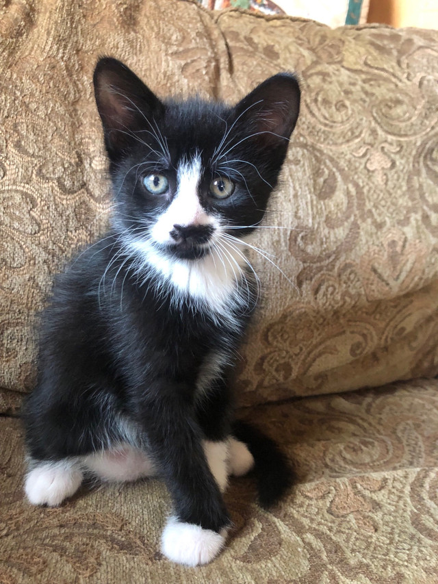Kittens ready to go July 26 in Cats & Kittens for Rehoming in Fredericton - Image 2