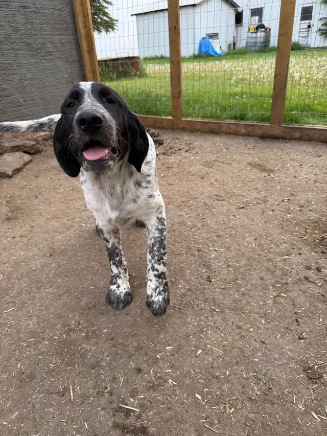 Puppies for rehoming in Dogs & Puppies for Rehoming in Edmonton - Image 2